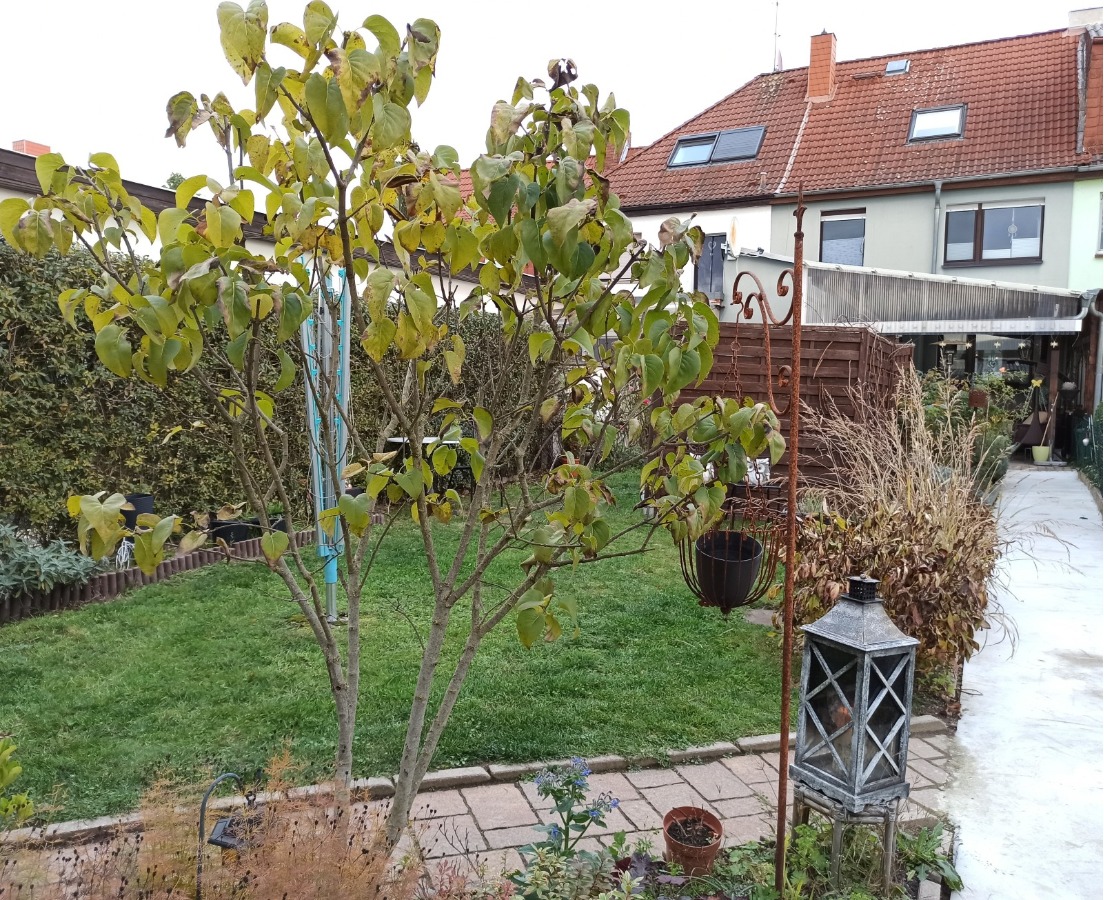 Die Hecke als Sichtschutz zum Nachbargrundstück
