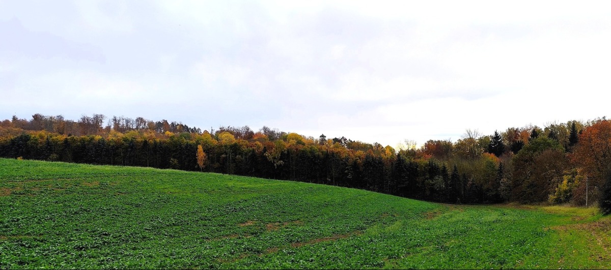 Blick auf das Waldgrundstück/ teilweise Randlage