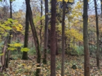 Überwiegend junge Eichen - Waldgrundstück in Hamma bei Heringen/Helme zu verkaufen.