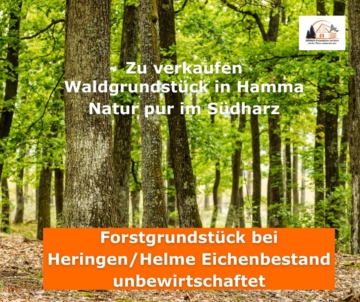 Land Forstwirschaft in Heringen/Helme-OT Hamma zu verkaufen., 99765 Heringen/Helme-OT Hamma, Land-/Forstwirtschaft