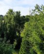 Blick vom Balkon/ Dachterrasse zum Hexenbesen-70 m hohen Aussichtsturm