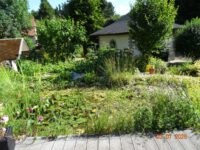 Der kleine Fischteich mit Seerosen